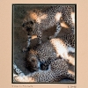 Cheetah Triplets
