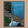 Dublin Swan