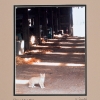 Barn Cats 4